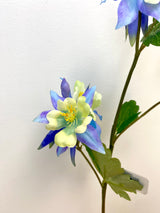 Blue Columbine Spray