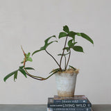 Ruffled Terracotta Planter