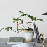 Ruffled Terracotta Planter