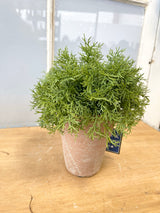 Real Touch Potted Sprengeri