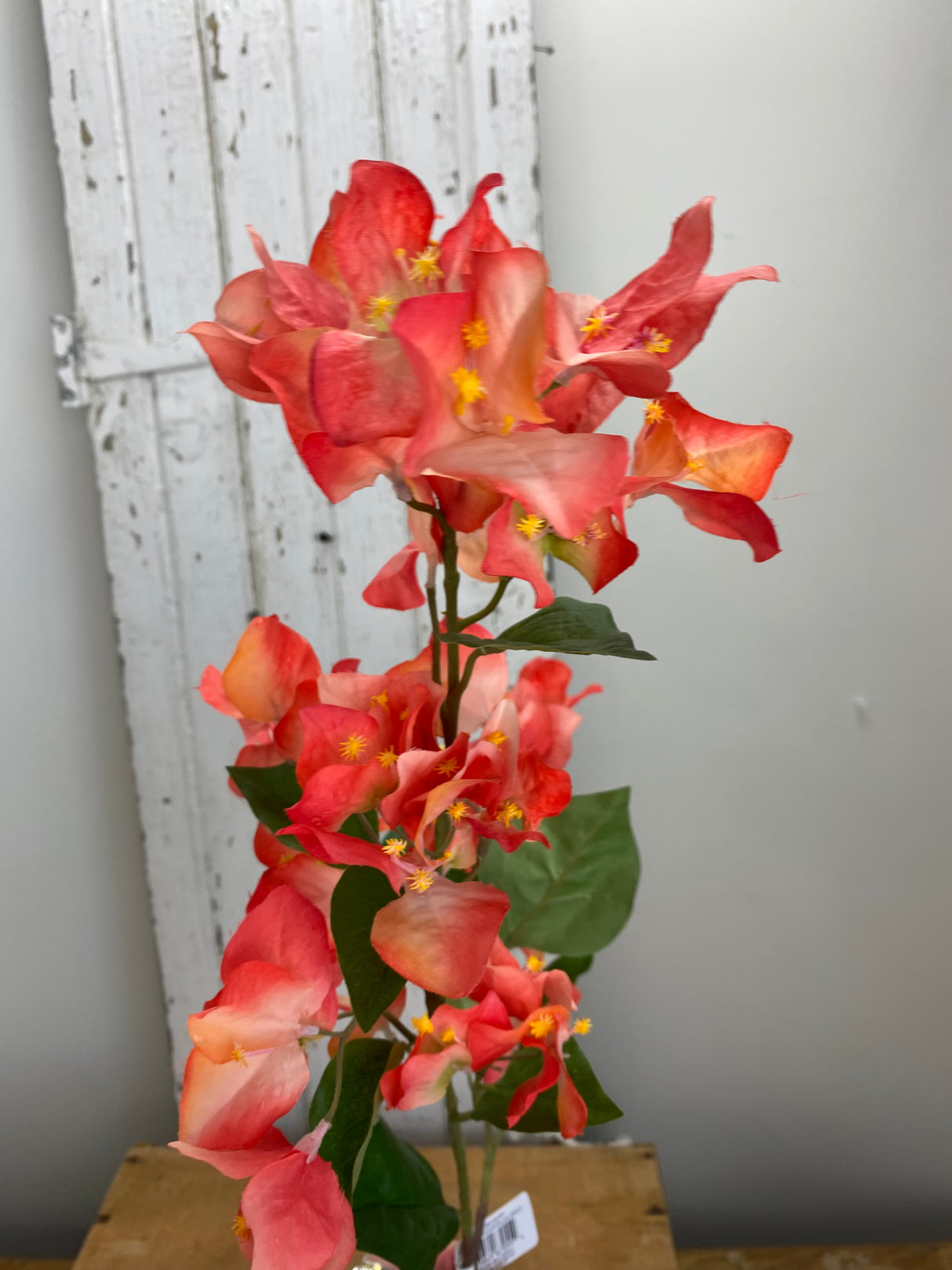 Coral UV Protect Bougainvillea Spray