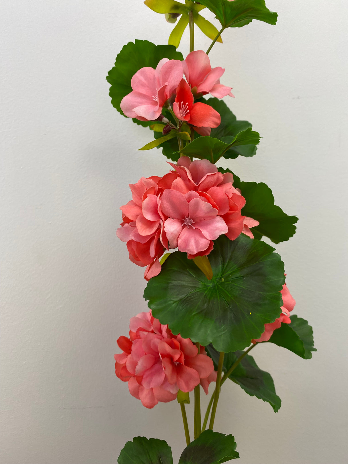 UV Protect Coral Soft Touch Geranium Spray