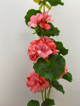 UV Protect Coral Soft Touch Geranium Spray