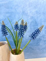 Blue Muscari Bundle