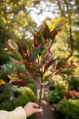 UV Protect Cordyline Bush
