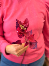 Crimson Hilo Coleus Pick