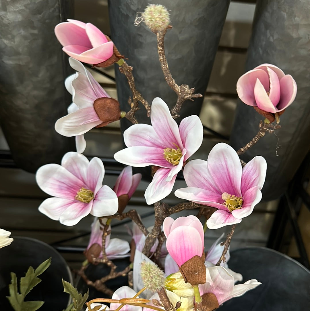 Saucer Magnolia Stem