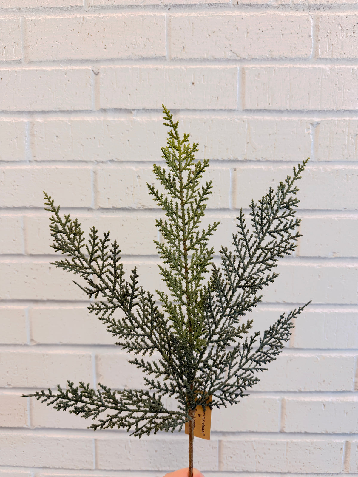 Astrid Cedar Spray