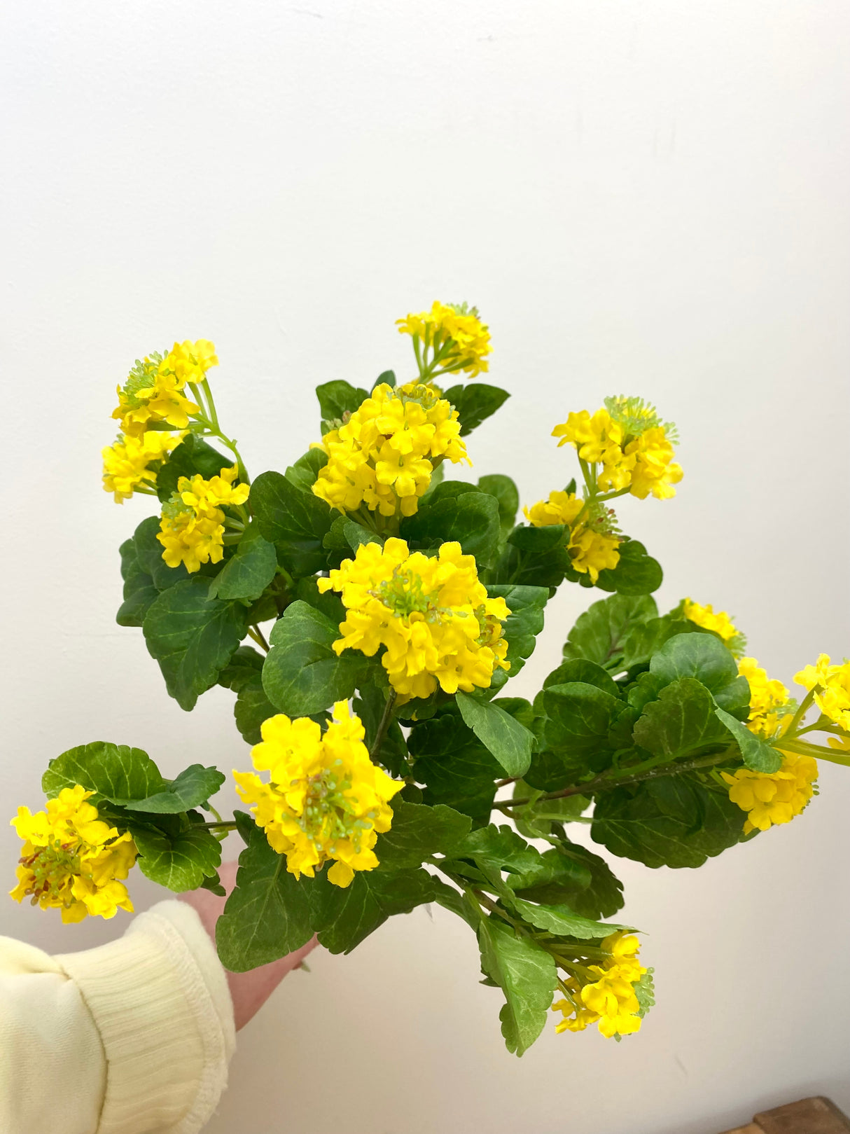 Yellow Lantana Bush