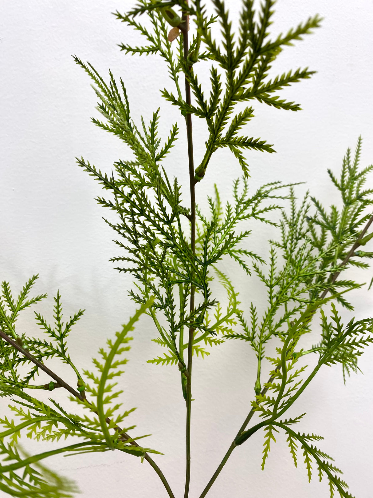 Yellow Mimosa Spray