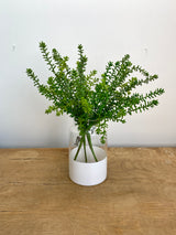 Green Journey Sedum Spray