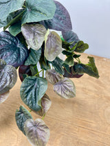 Dark Green Pepperomia Bush