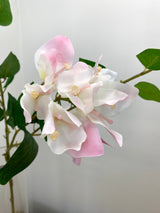 Greenhouse Pink Bougainvillea Spray