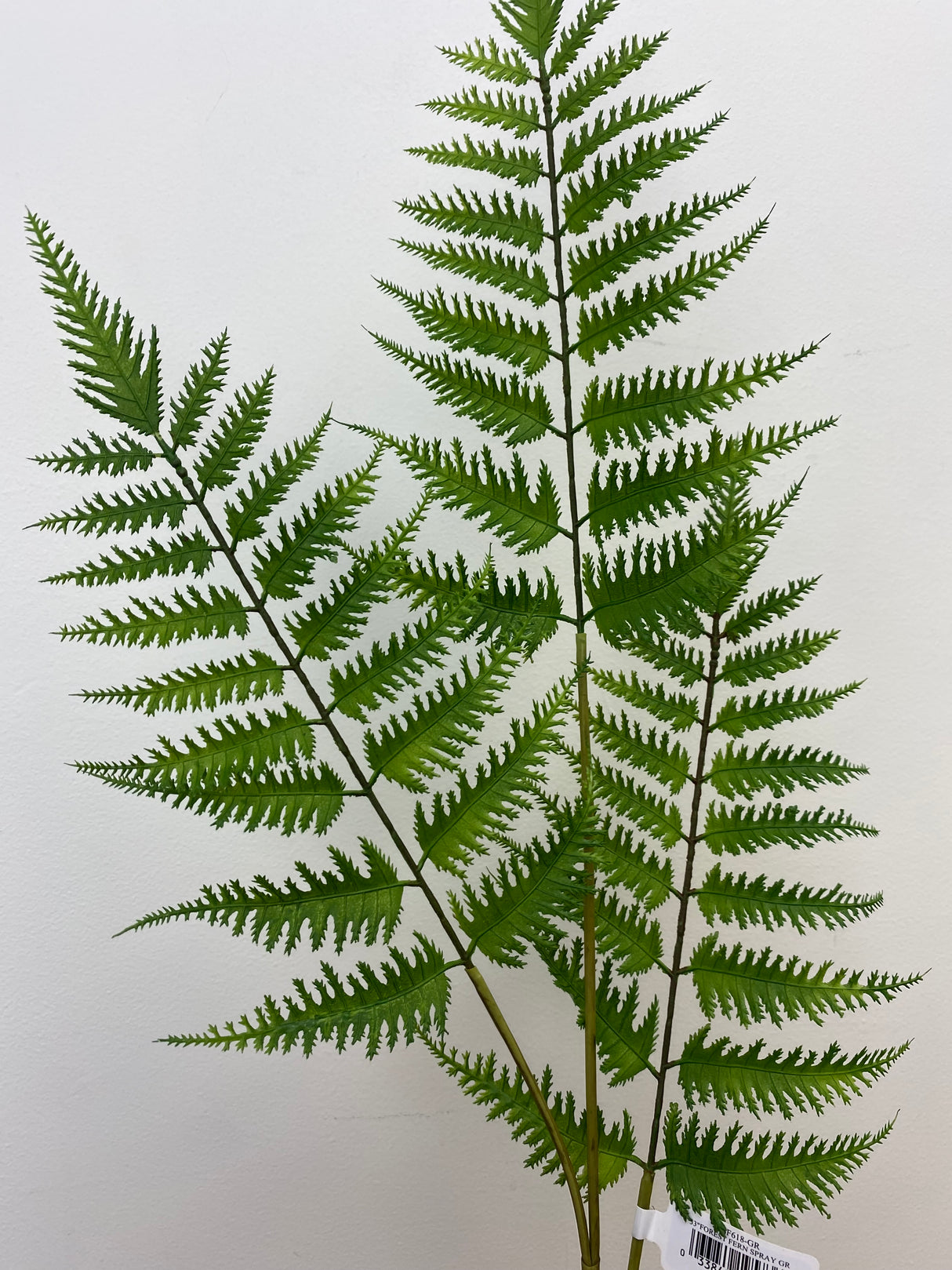 Deep Forest Fern Spray