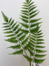 Deep Forest Fern Spray