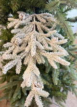Snow Flurry Pine Stem