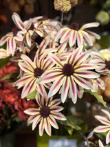 Cream Mini Sunflower Spray