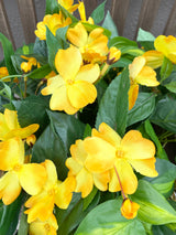 17" UV Protect Yellow Impatiens Pot Filler