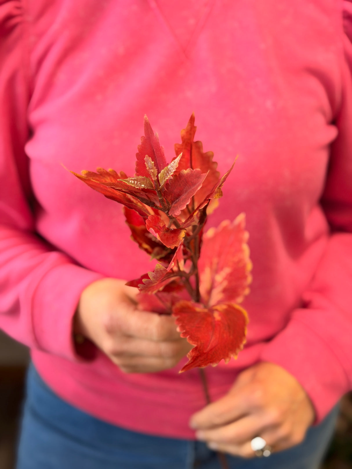 Hilo Brick Coleus Pick
