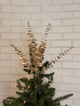 Eucalyptus Bundle