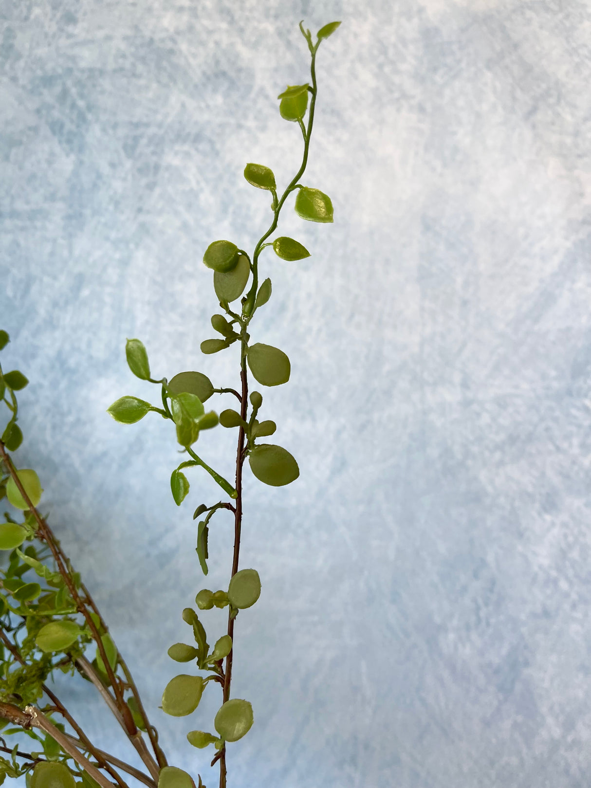 Mini Leaf Weedy Spray