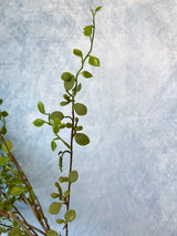 Mini Leaf Weedy Spray