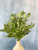 Pittosporum Spray
