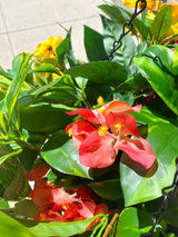 23" Summer Tropical Breeze Hanging Basket