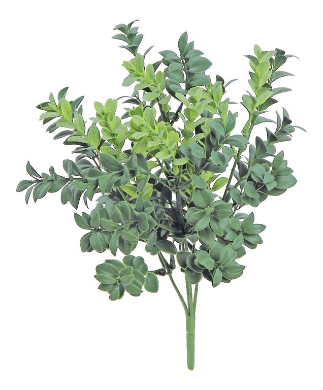 UV Protect Boxwood Bush