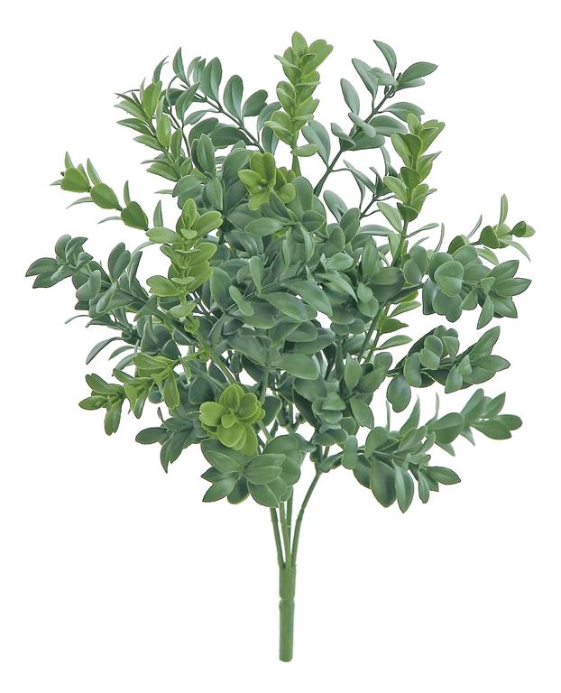 UV Protect Boxwood Bush