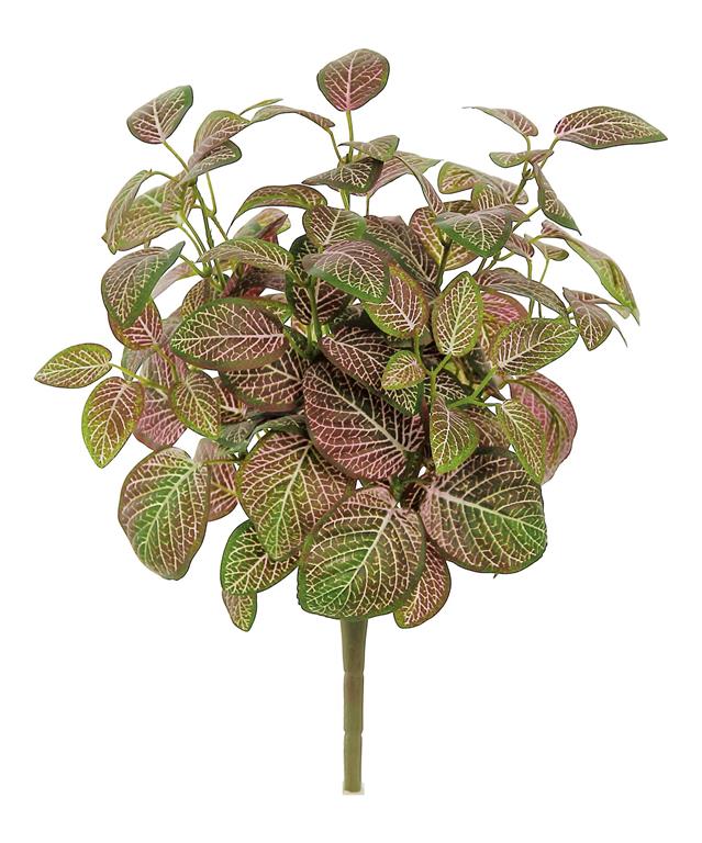 Mauve Mini Fittonia Bush