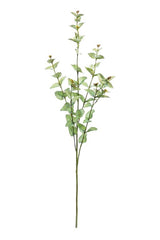 Sage Cider Gum Spray