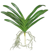 Tiger Orchid Leaf
