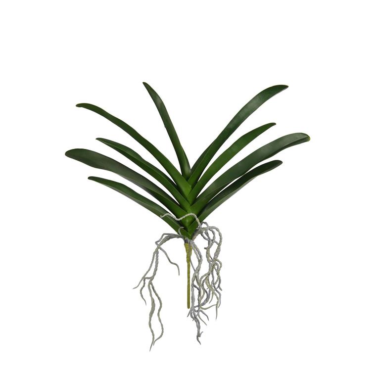 Tiger Orchid Leaf