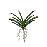 Tiger Orchid Leaf