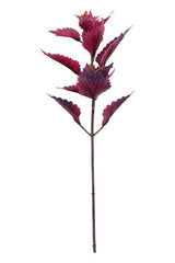 Crimson Hilo Coleus Pick