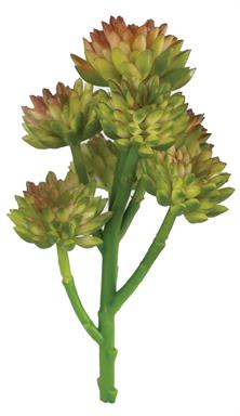 Nantucket Mini Wheel Succulent