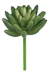 Marietta Finger Succulent