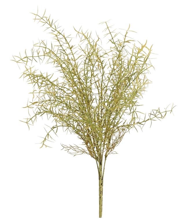 Olive Dried Rosemary Bush