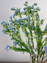 Blue Single Waxflower Spray