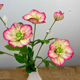 Hellebore Spray