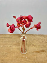 Burgundy Mini Ranunculus Bundle