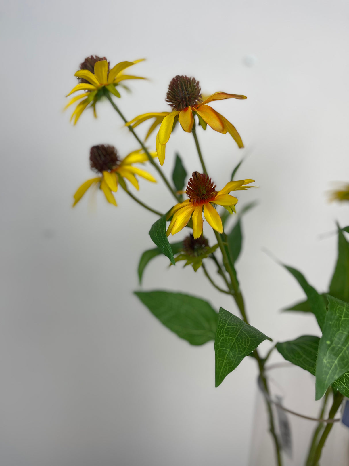 Yellow Echinacea Spray