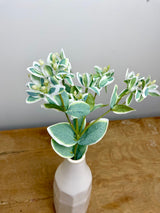 Snow On The Mountain Spray