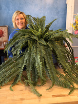 UV Jumbo Boston Fern Bush
