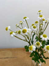 White Mini Daisy Bundle