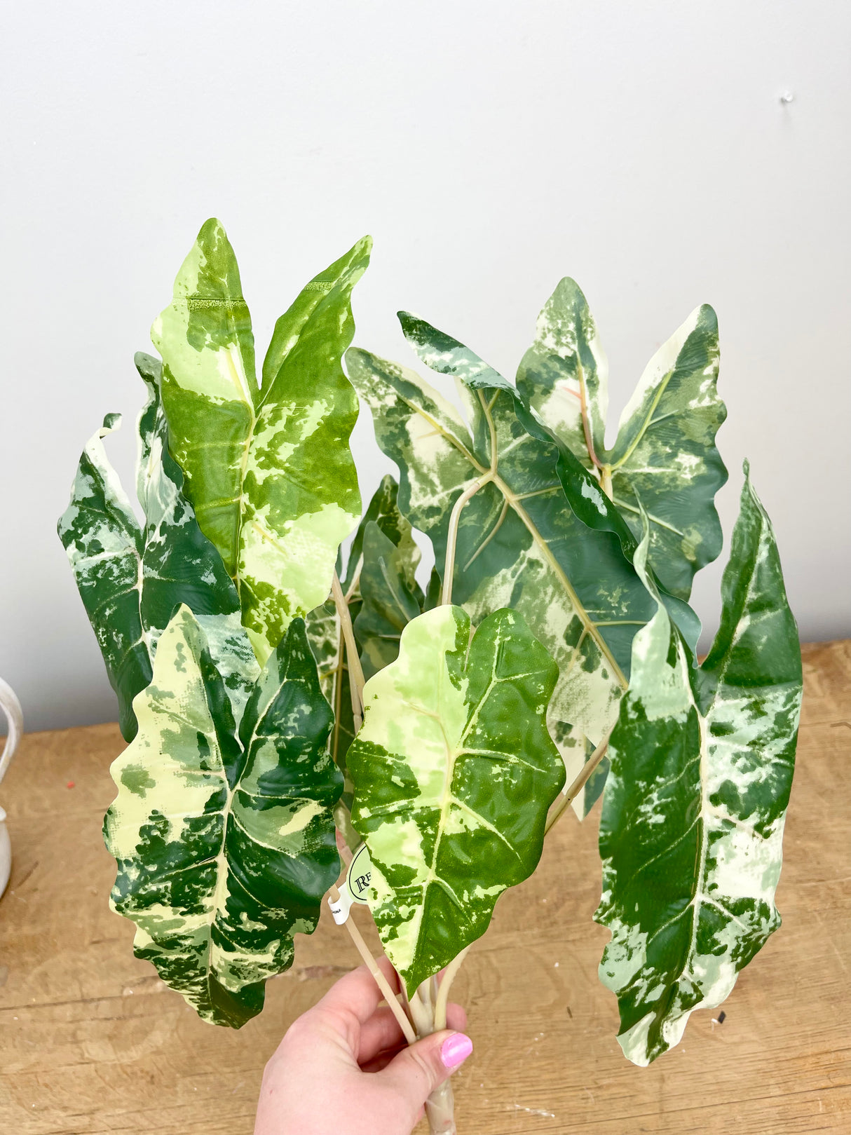 Real Touch Marbled Alocasia Plant