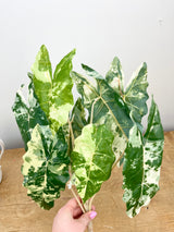 Real Touch Marbled Alocasia Plant