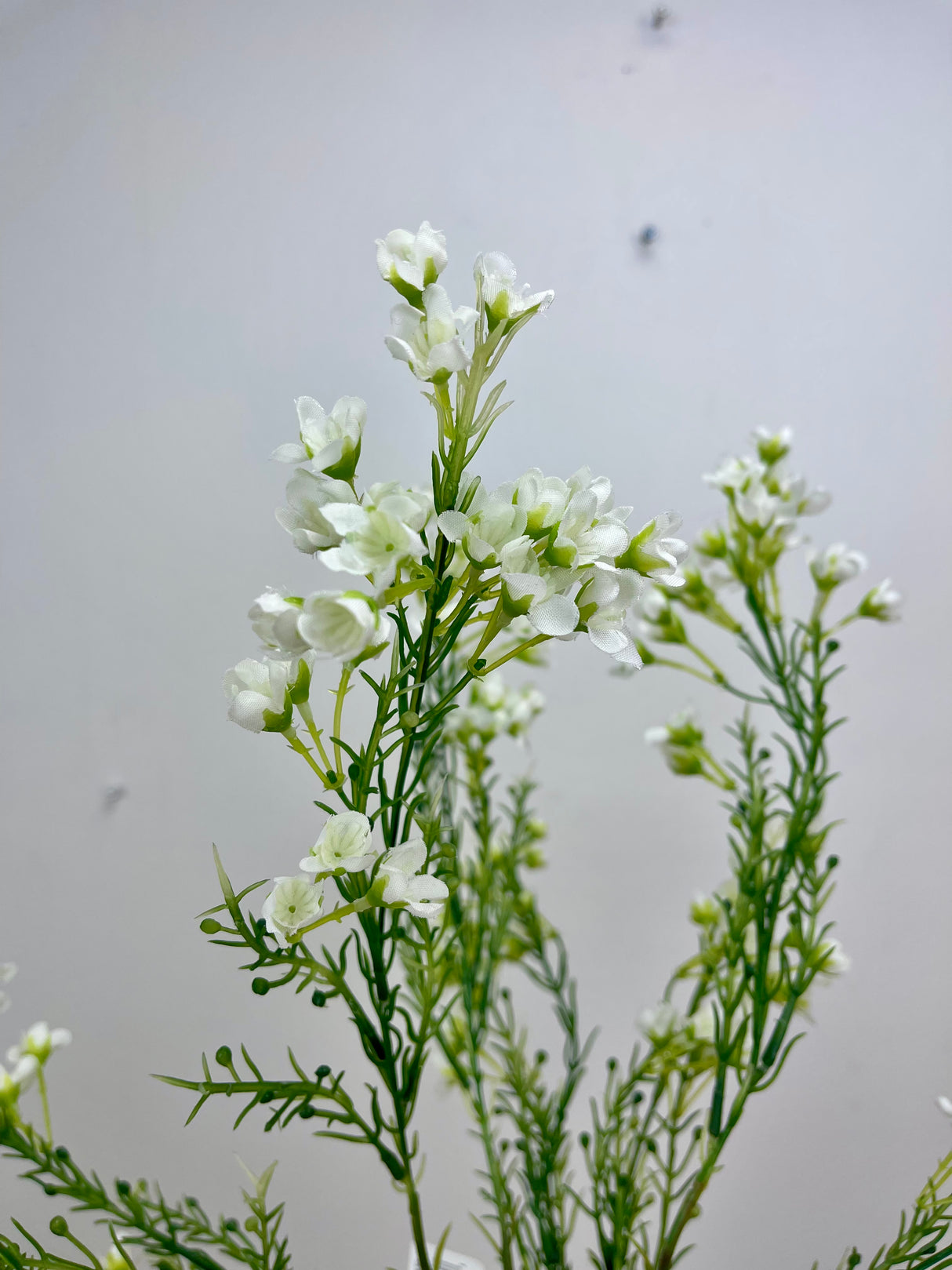 Cream Single Waxflower Spray