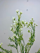 Cream Single Waxflower Spray